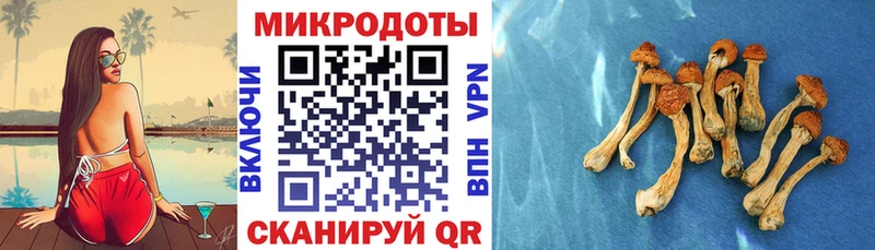 kraken зеркало Ростов Псилоцибиновые грибы Psilocybe как найти закладки